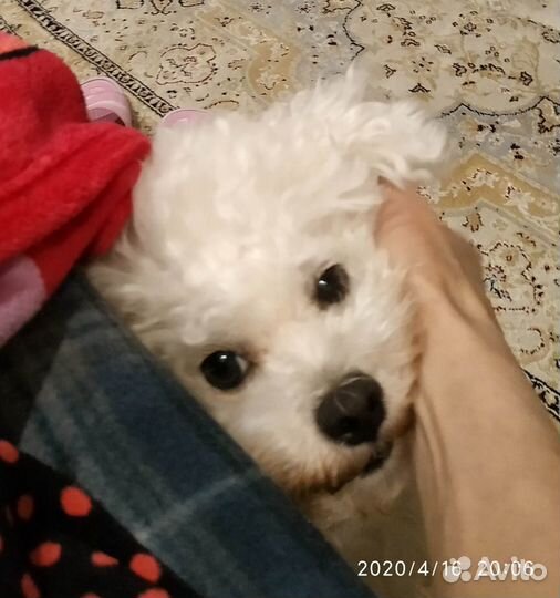 Вязка.Бишон Фризе.мини