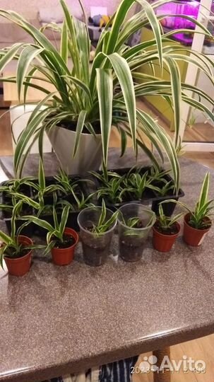 Хлорофитум