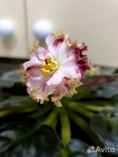 Фиалка в горшках