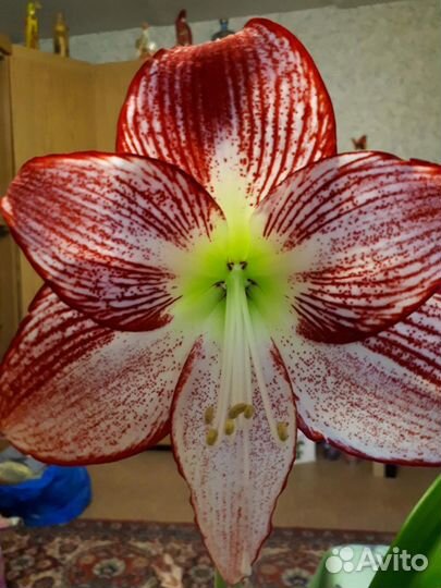 Растения домашние