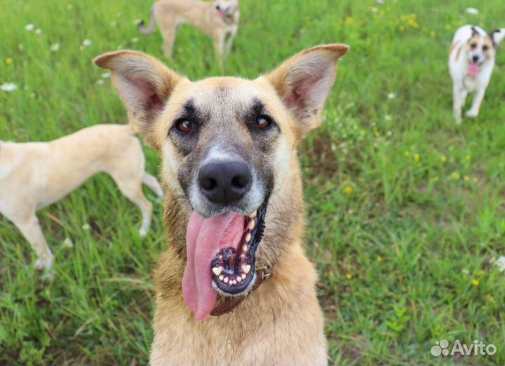 Солнечная девочка в дар