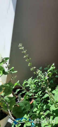 Семена туласи