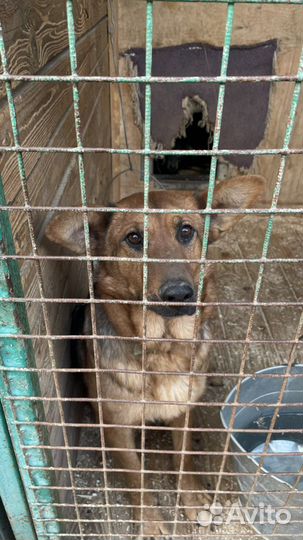 Собака по кличке Забава, живет в приюте