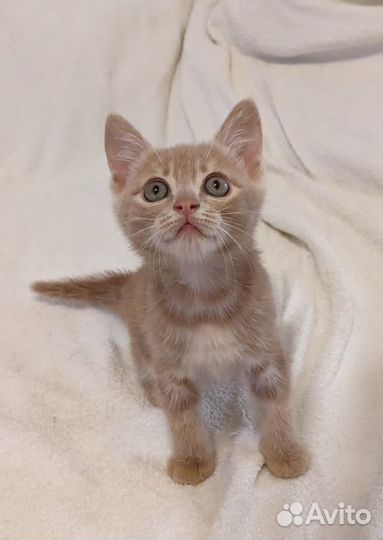 Котик в добрые руки