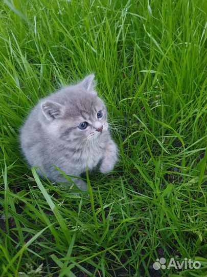 Кошка в дар бесплатно