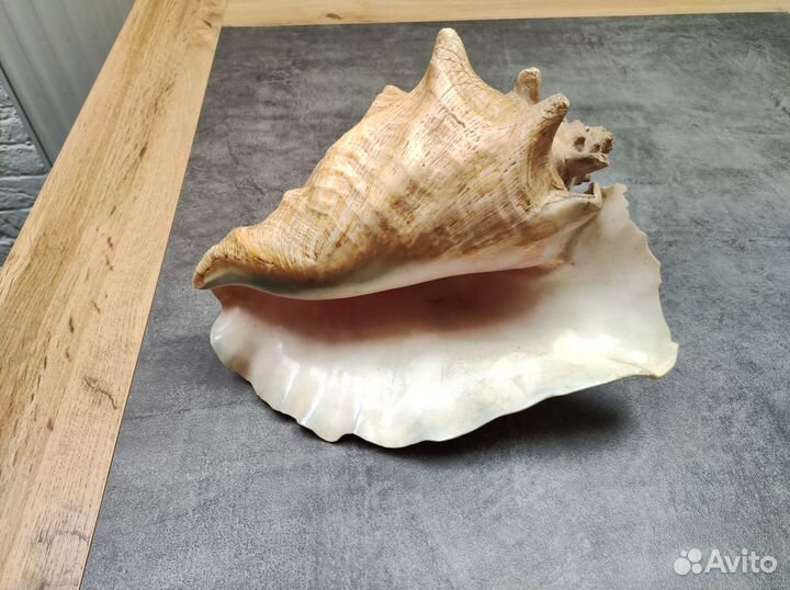 Большая морская раковина