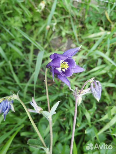 Ирисы Аквилегия Яснотка