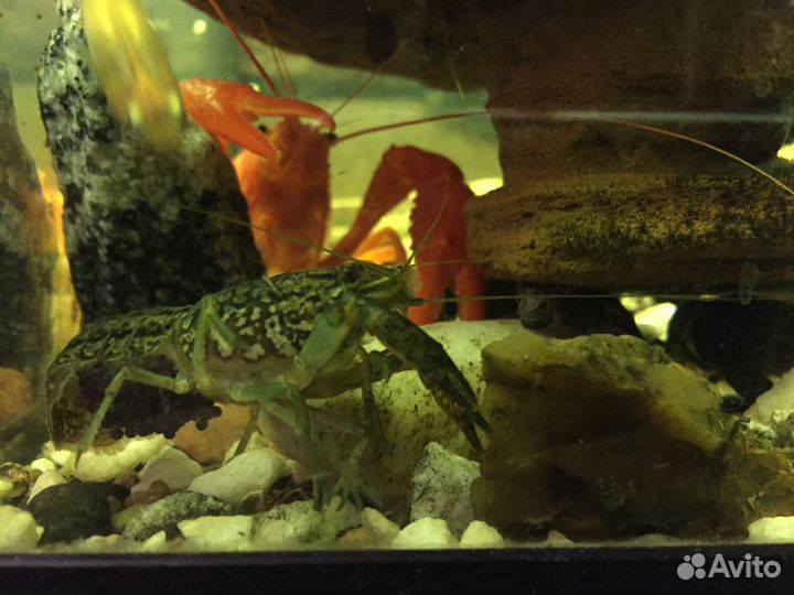 Рак аквариумный мраморный