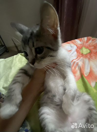 Котята