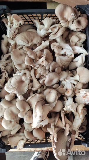 Шампиньоны, вешенки