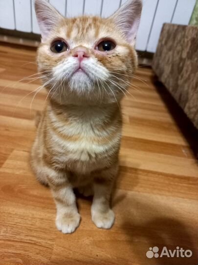 Шотландский котёнок