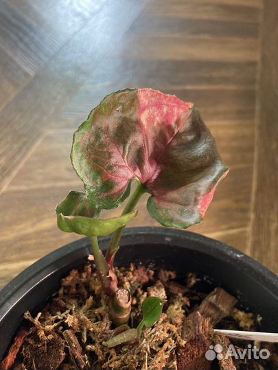 Сингониум клубничный лед