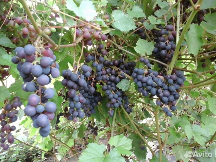 Саженцы винограда, груш и яблонь, клубника