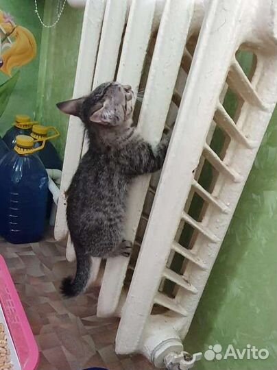 Котенок бесплатно