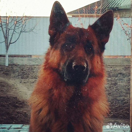 Немецкая овчарка вязка