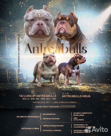 Американский булли