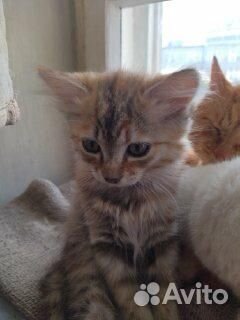 Кошки в добрые руки, метисы