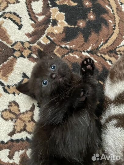 Котята отдам в добрые руки бесплатно