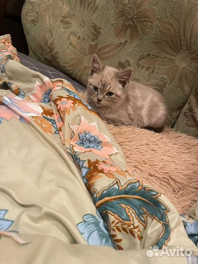 Котенок