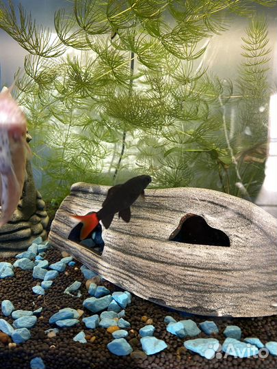 Аквариум 60 л под ключ / рыбки / техника / декор