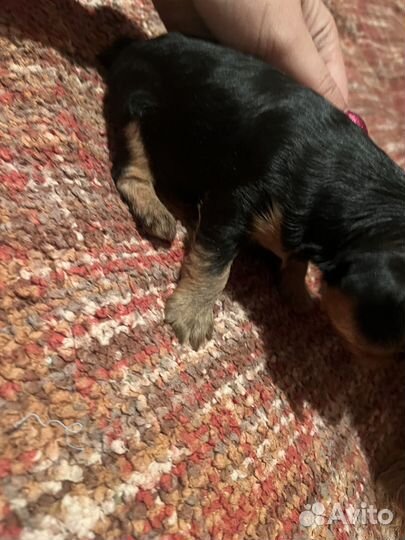 Собака йоркширский терьер щенок мини