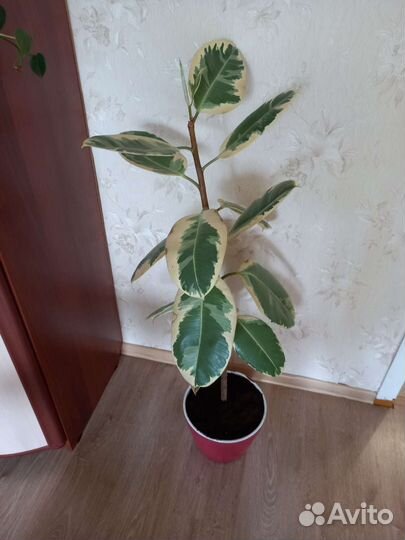 Фикус тинеке каучуконосный большой