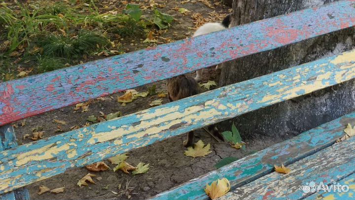 Кот и голодная усталость