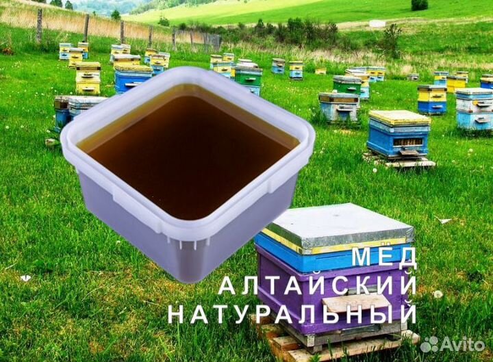 Мед натуральный алтайский опт