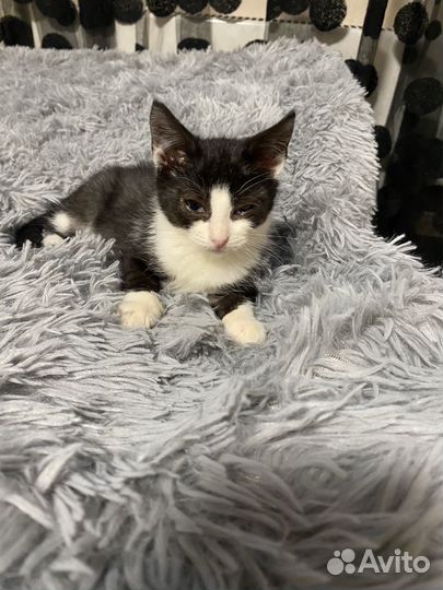 Девочка 2,5 месяца