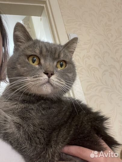 Британский кот