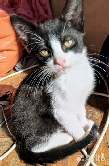 Отдам в добрые руки