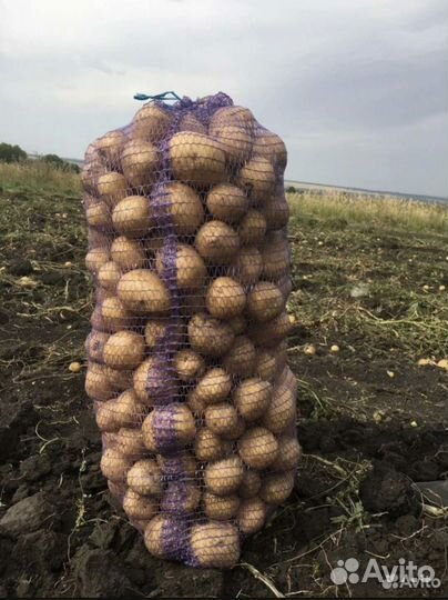 Картофель сорт гала