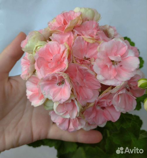 Пеларгония герань