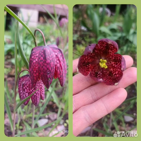 Семена прострелов, рябчиков и других многолетников