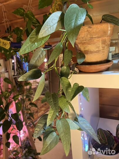 Сциндапсус, ктенанта, пахира, алоказия, сингониум