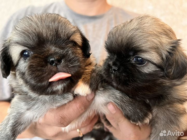 Щенки пекинеса