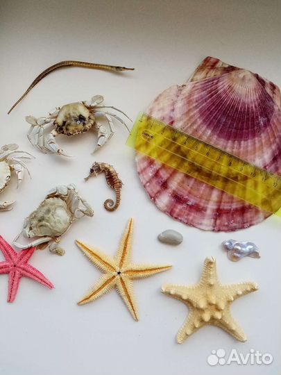 Кораллы и ракушки
