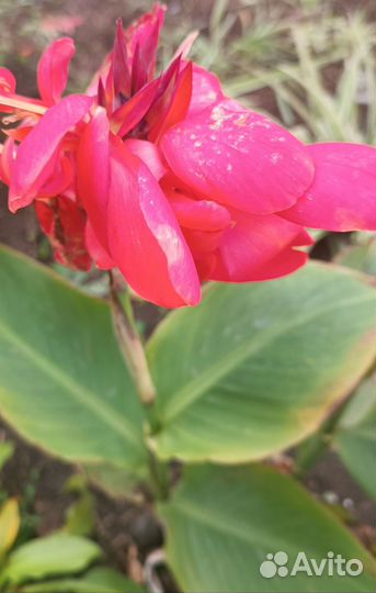 Цветы канны