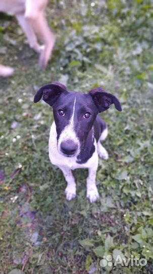 Собака в добрые руки отдам бесплатно