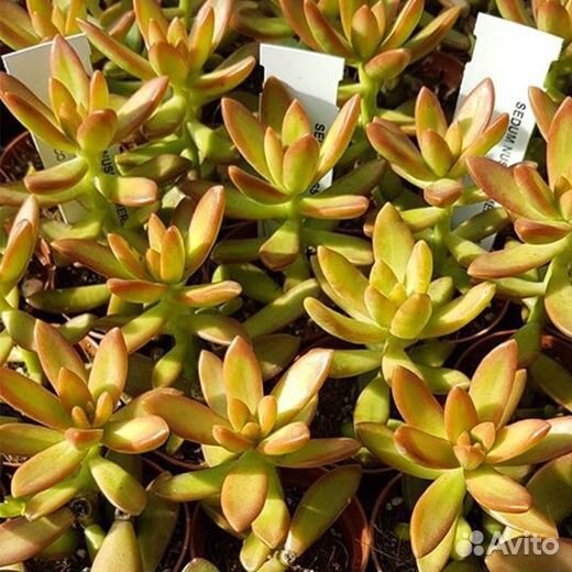 Суккуленты