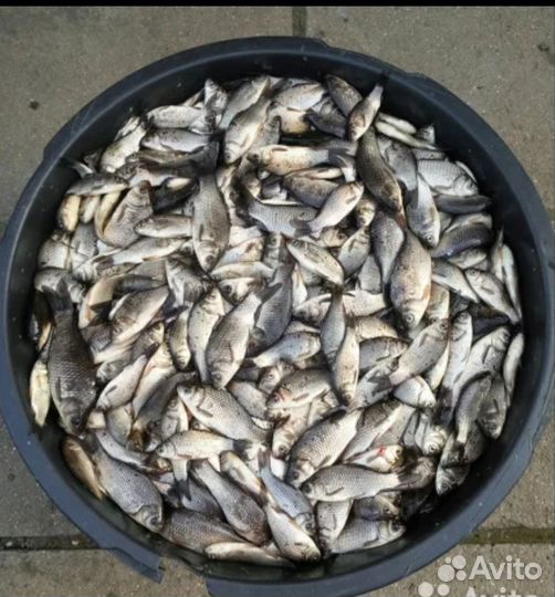 Живец карась