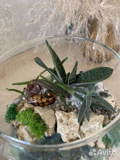 Флорариум суккуленты, подарок