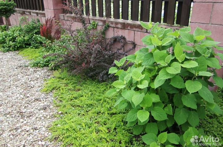 Вербейник монетчатый - многолетник