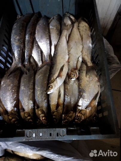 Свежая рыба судак,синец,плотва, чехонь