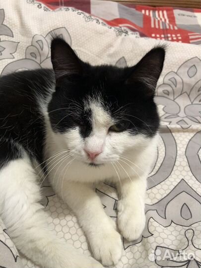 Котик