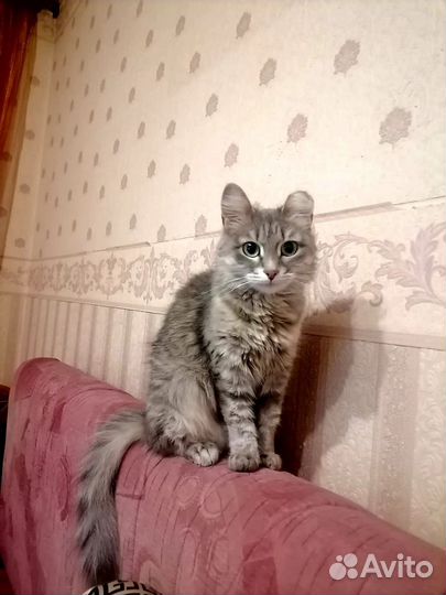 Молодая ласковая кошечка в добрые руки