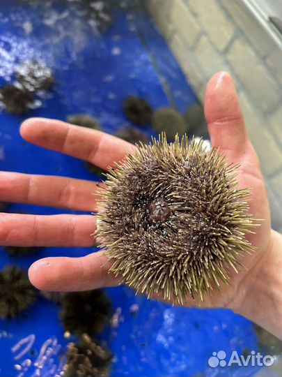 Морской ёж живой
