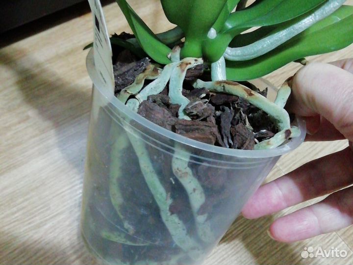 Орхидея тропик пикоти