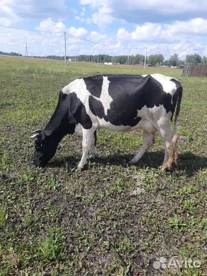 Високодойни карова