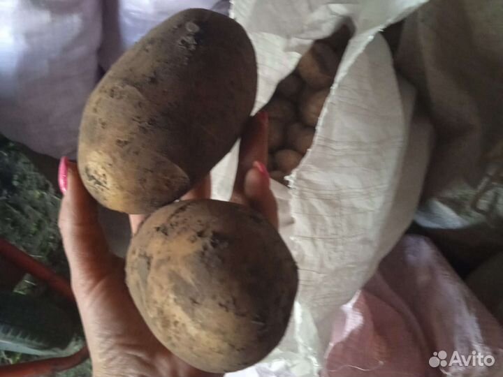 Продам домашний картофель